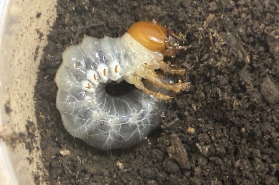 オオクワランド　飼育室　ミクラミヤマクワガタ幼虫の飼育