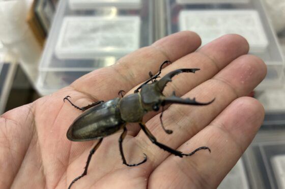 オオクワランド　なんと！　散歩中にミヤマクワガタ発見！