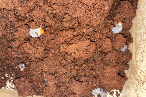 オオクワランド　飼育室　大分産ネブトクワガタ幼虫